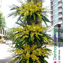 Điện hoa Tuyên Quang