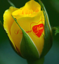 Speaking Roses, Quà tặng ý nghĩa của doanh nghiệp