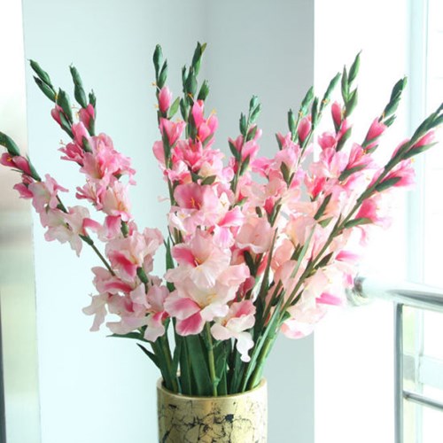 Tìm hiểu về hoa lay ơn