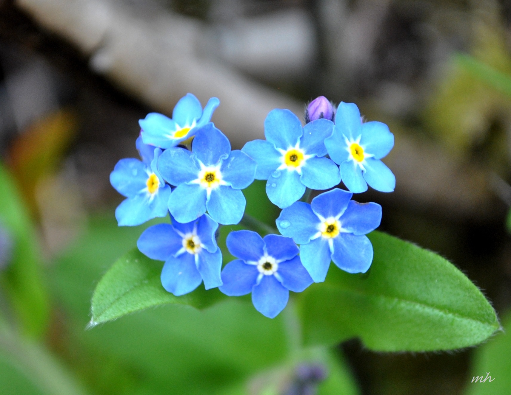 SỰ TÍCH HOA LƯU LY (Sưu tầm)