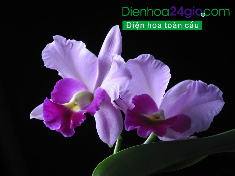 Thiếu nữ duyên dáng mùa hoa phượng