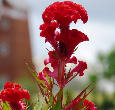 Hoa mào gà đỏ một vị thuốc tuyệt vời