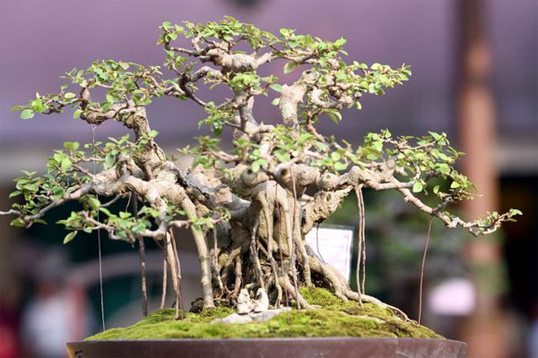 Cách bón phân cho cây cảnh, hoa cảnh