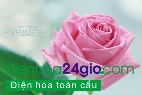 Biển hoa rum trắng lung linh