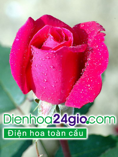 Thiếu nữ tạo dáng giữa mùa hoa loa kèn