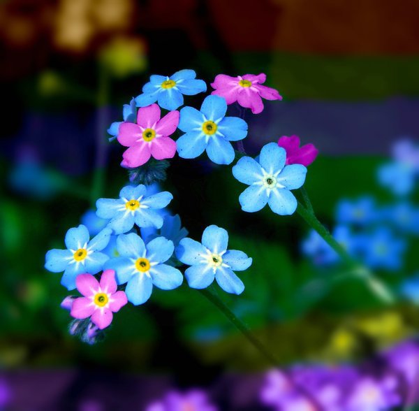 10 loài hoa phụ nữ yêu thích nhất