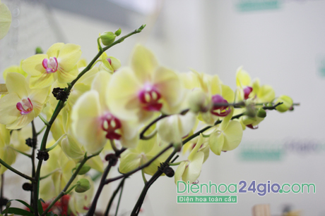 Dịch vụ điện hoa - hoa tươi - hoa chia buồn tại TP HCM & Hà Nội