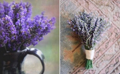 Cách trồng và chăm sóc hoa oải hương