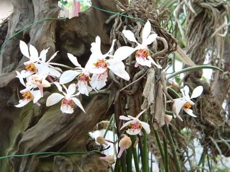 Câu chuyện về hoa phong lan như thế nào