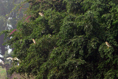 'Đảo cò' độc đáo giữa lòng Hà Nội