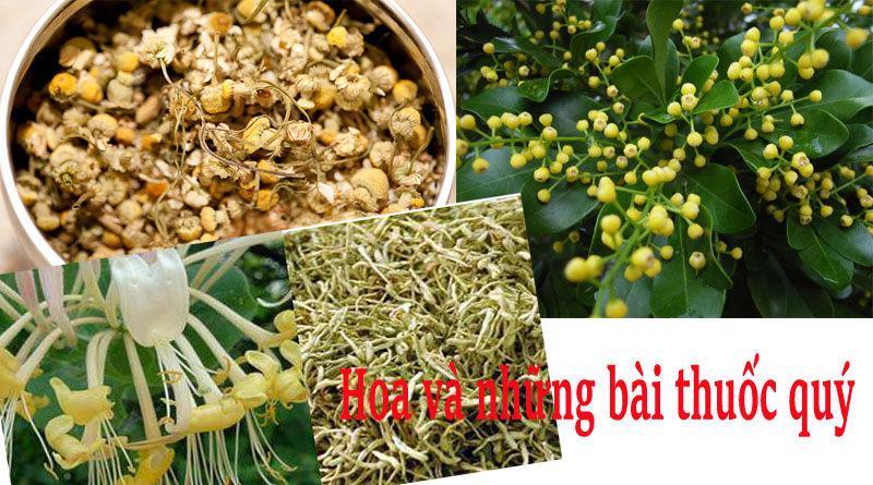 Hoa và những bài thuốc quý