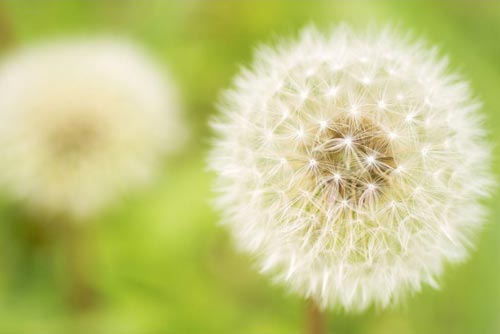 Câu chuyện về hoa Bồ Công Anh