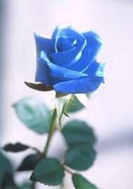 Truyền thuyết về hoa hồng xanh