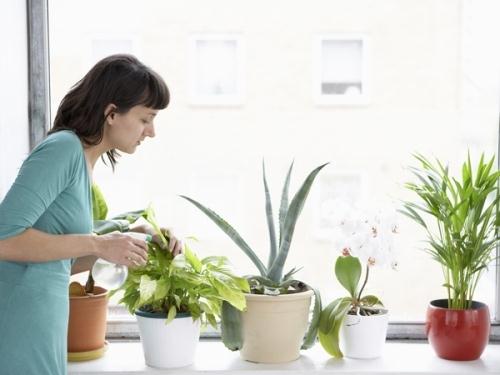Năm lợi ích sức khỏe khi trồng cây trong nhà