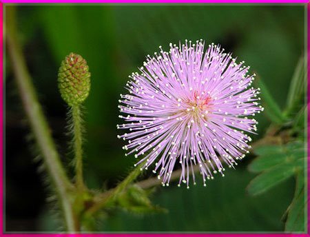 Truyền thuyết sự tích hoa trinh nữ