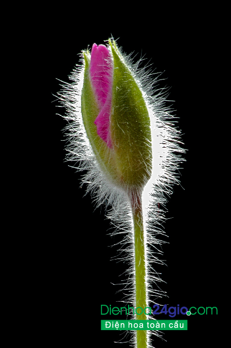 Ảnh hoa đẹp chọn lọc