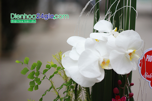 Hoa lan loài hoa mang lại tài lộc và may mắn cho con người