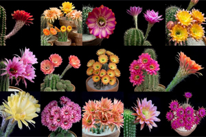 Ngắm nhìn vẻ đẹp của 5 loài xương rồng nổi tiếng