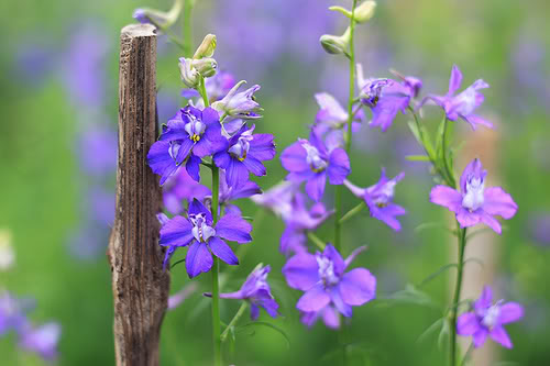 Truyền thuyết hoa Violet