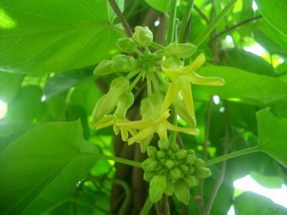 Hướng dẫn kỹ thuật trồng và chăm sóc hoa thiên lý