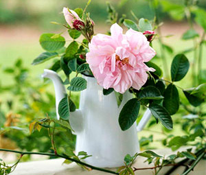 Tặng hoa gì trong Ngày của Mẹ?