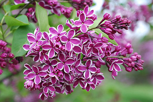 Truyền thuyết hoa tử đinh hương báo hiếu