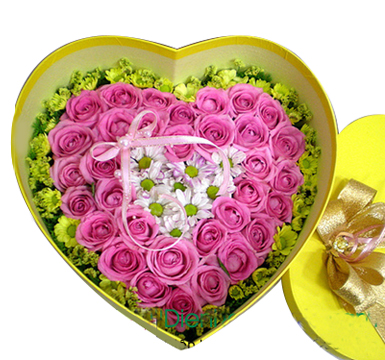 Hộp tim hồng, cúc