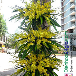 Kệ hoa lan vàng KT22