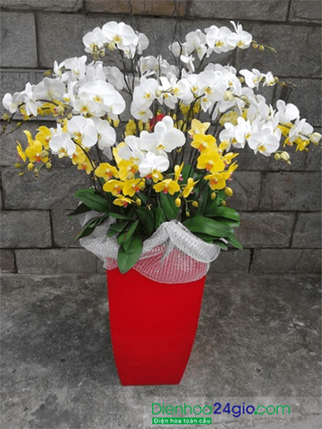 Hoa lan hồ điệp 1