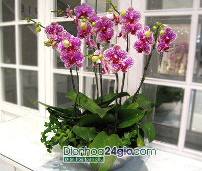 Chậu hồ điệp HD08