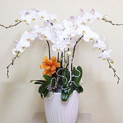 Hoa lan hồ điệp 3