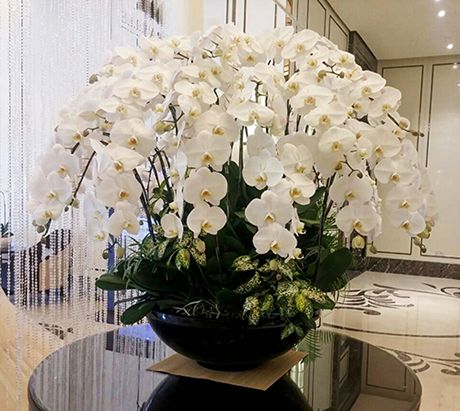 Hoa lan hồ điệp 12