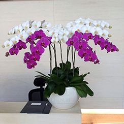 Hoa lan hồ điệp 9