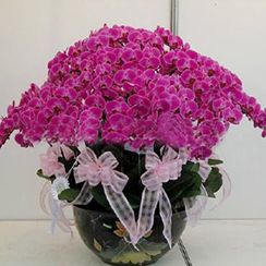 Hoa lan hồ điệp 22