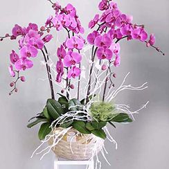 Hoa lan hồ điệp 20