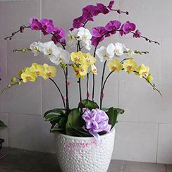 Hoa lan hồ điệp 23