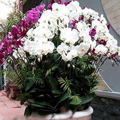 Hoa lan h&aacute;&raquo; &Auml;i&aacute;&raquo;p 24