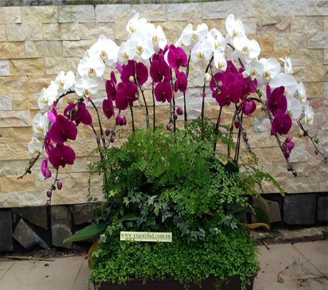 Hoa lan hồ điệp 25