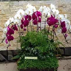 Hoa lan h&aacute;&raquo; &Auml;i&aacute;&raquo;p 25