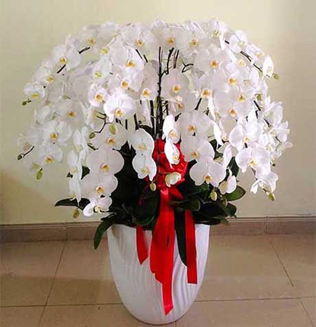 Hoa lan hồ điệp 7