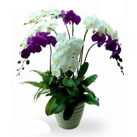 Hoa lan hồ điệp 34