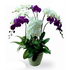 Hoa lan hồ điệp 34