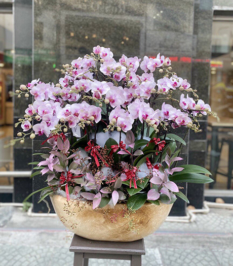 Hoa hồ điệp G727