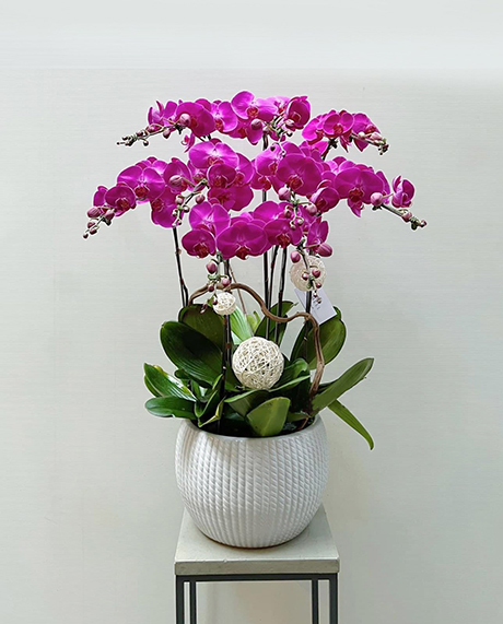 Hồ điệp tím
