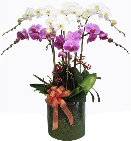 Hoa lan hồ điệp 40