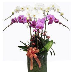 Hoa lan hồ điệp 40