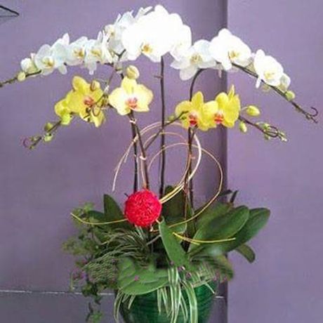 Hoa lan hồ điệp 39