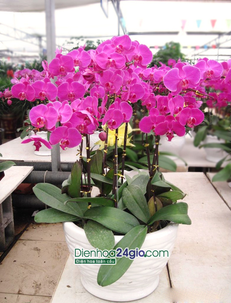 Chậu hoa hồ điệp tím HD05