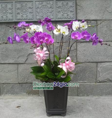 Binh lan hồ điệp trắng, tím HD04