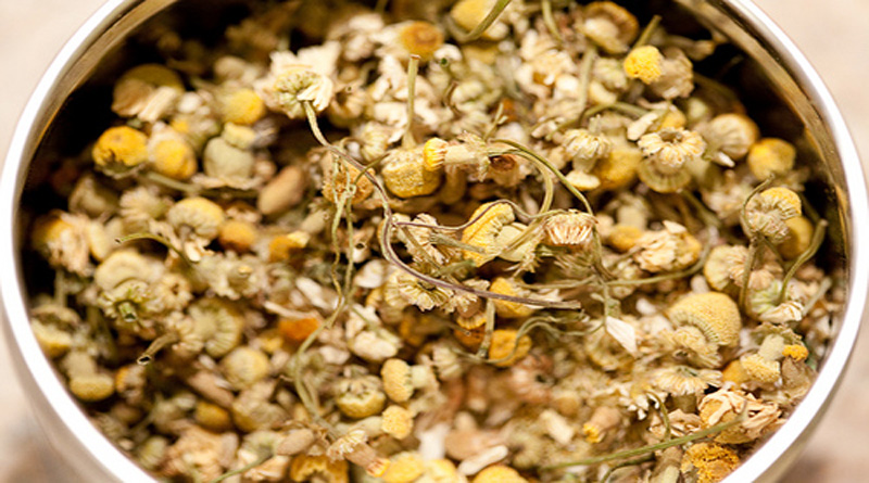 Cúc hoa dùng làm thuốc